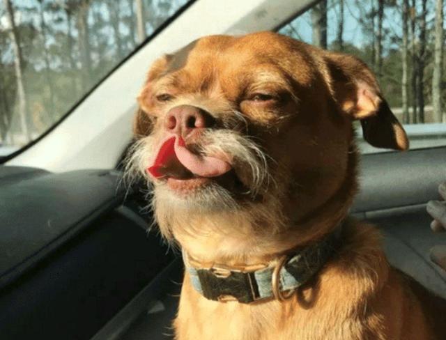 8岁老狗因"胡子"多次被丢,幸好小哥不嫌弃,养一年却意外走红