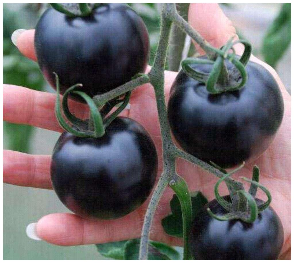 菜市场很少见的4种奇特蔬菜,黑西红柿上榜,图4就像一座宝塔__财经头条