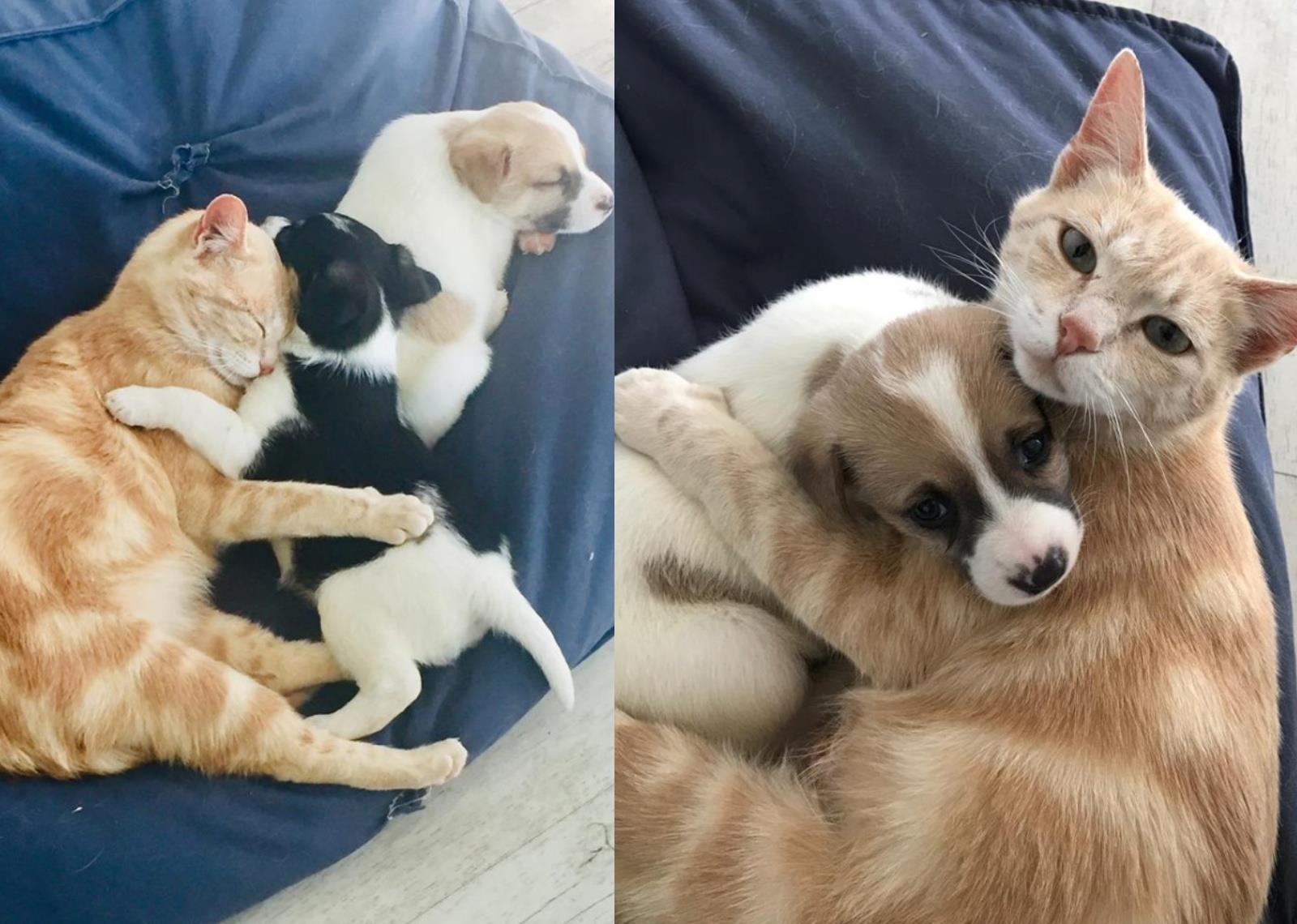 猫咪失去宝宝心痛不已遇见小狗狗立刻拥抱网友太暖心了