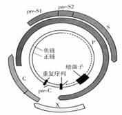 摘帽不是终点 中国药企亮剑乙肝病毒性肝炎肝细胞乙肝新浪新闻 
