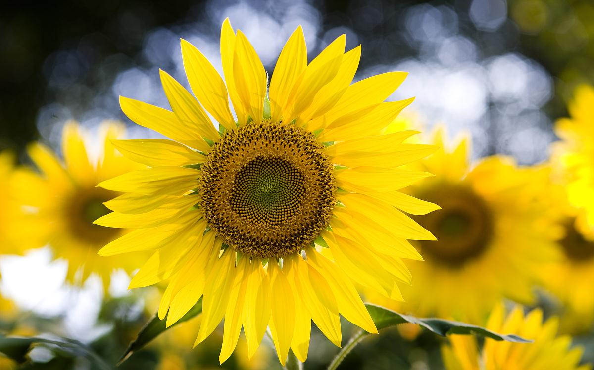 向日葵有香气吗 是什么样的气味