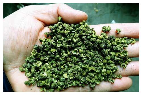 买花椒时 红花椒和青花椒选哪种 川菜师傅 差别大 别再乱买了 财经头条