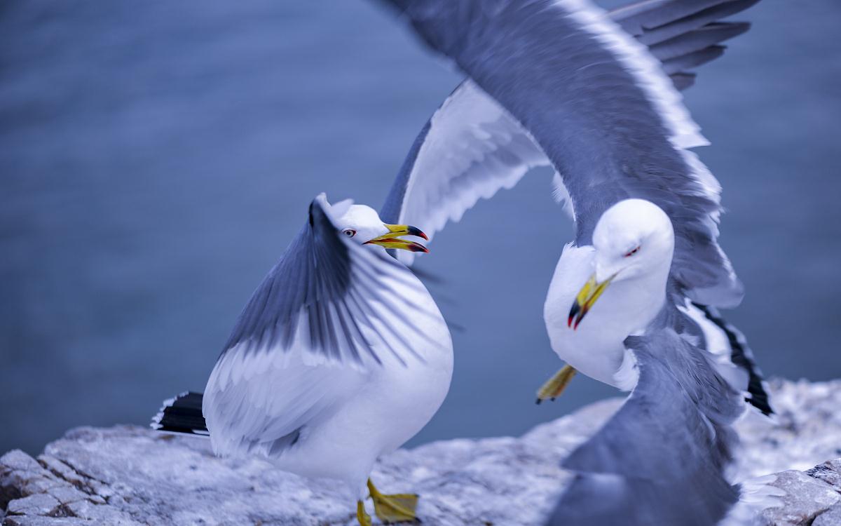 有机会你会与海驴岛的海鸟亲近吗?也会陶醉于海天一色的胜境中吗?