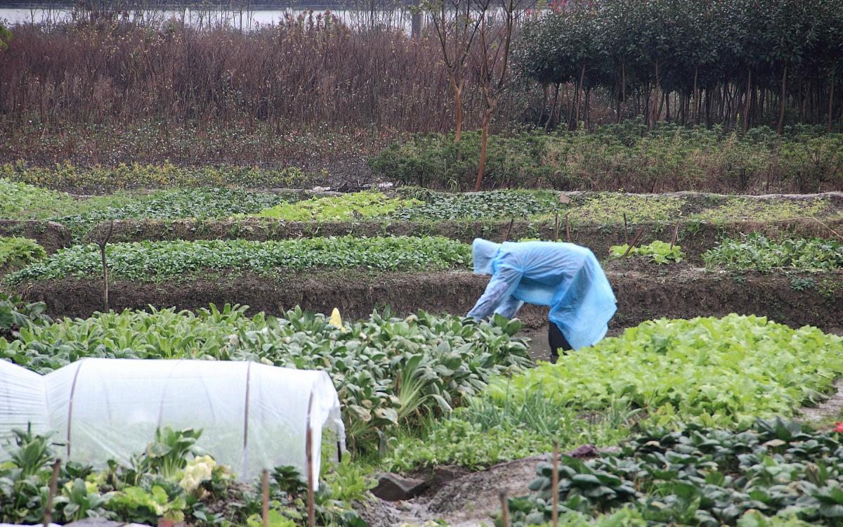 夏季怎样选择多肉遮阳网 农用塑料薄膜有遮阳效果吗 财经头条