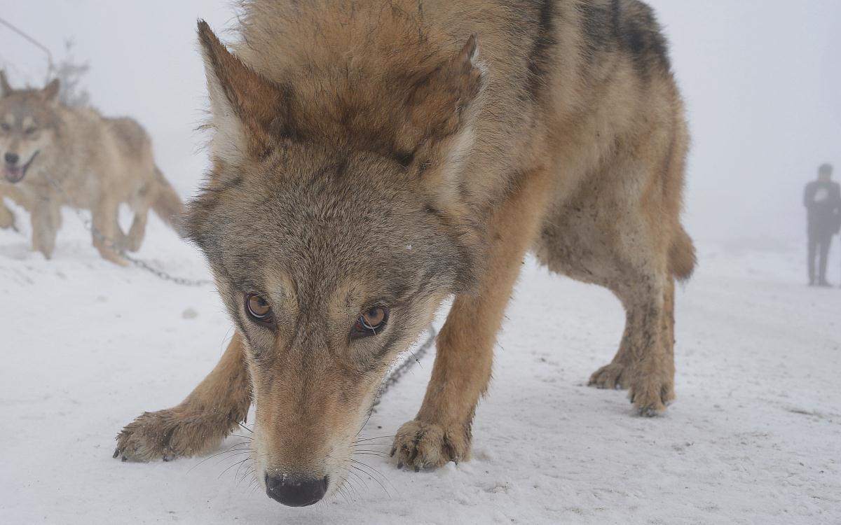 狼不择生存环境,随遇而安,在森林里,草原上,冰川中,沙漠地区全部有狼