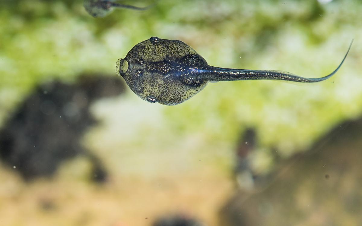 蝌蚪时期的管理技巧