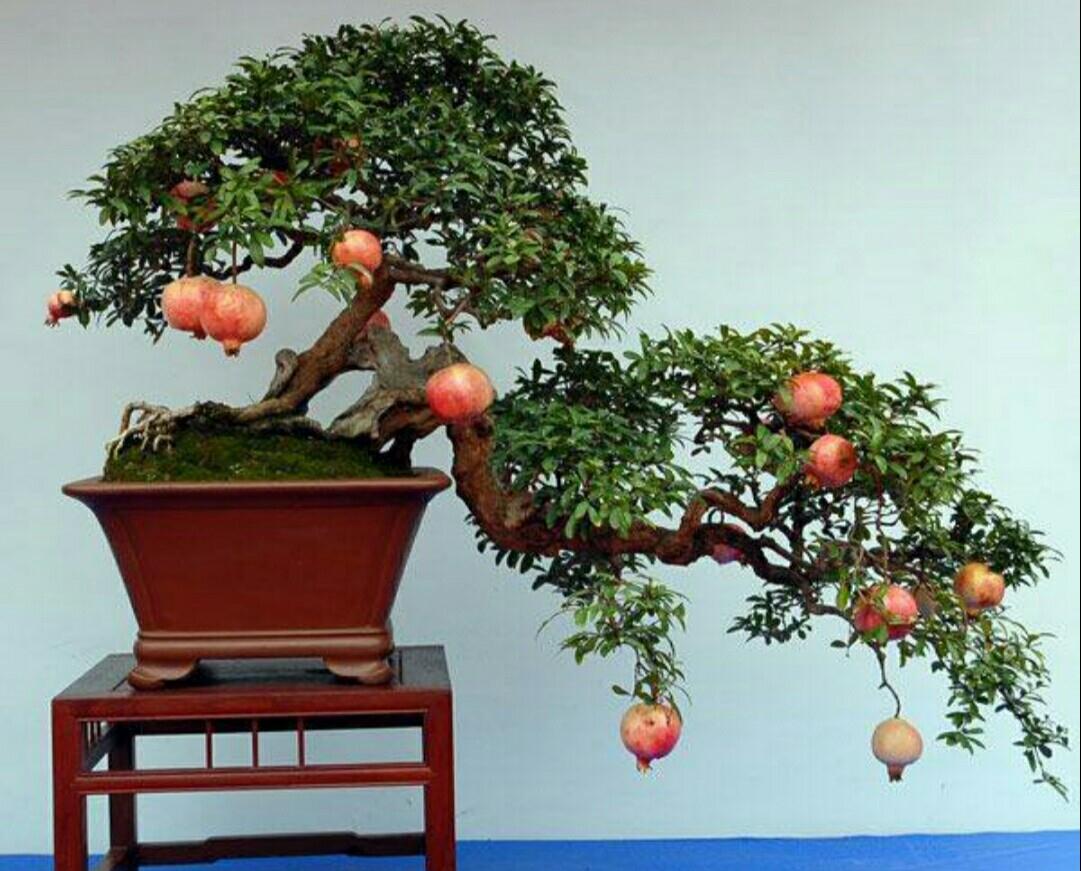 如何正确地给石榴盆栽浇水,需要注意什么?