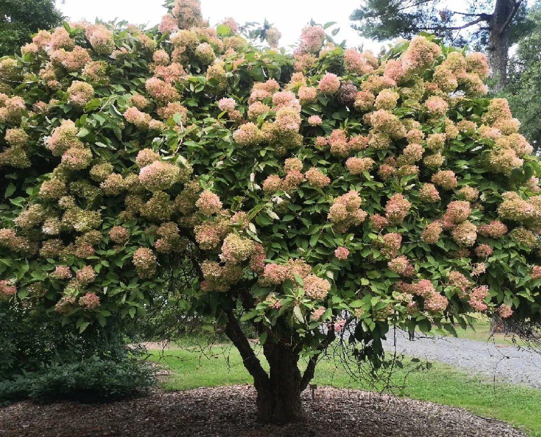 2米高的大花树,零下30°冻不死,年年都开花!