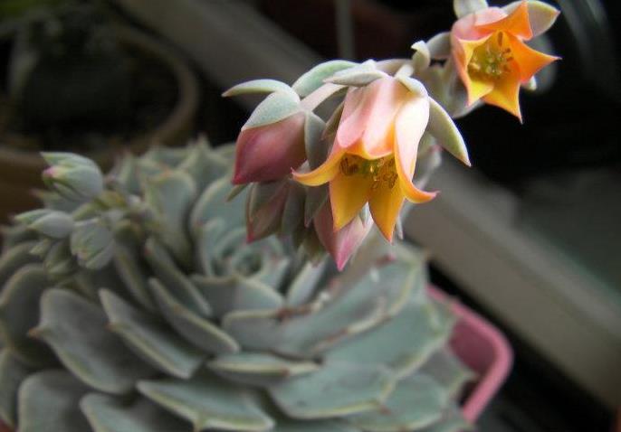 新手养花,不如养观赏精品:露娜莲,轮廓精致优雅,呈藕荷色