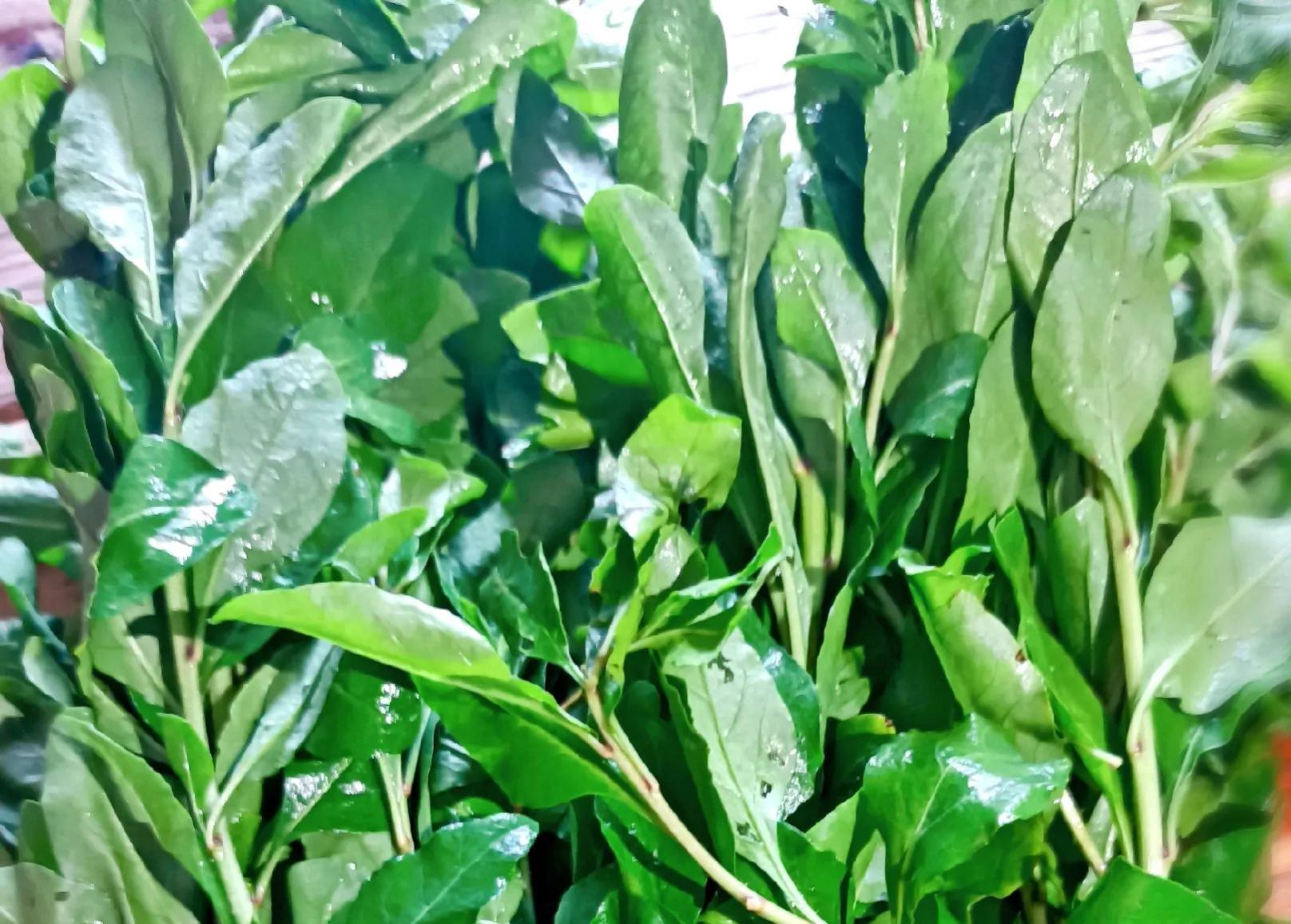 春天不要光吃肉试试这道野菜汤营养丰富对眼睛好