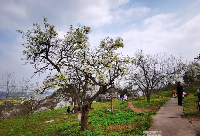 寻春三多古寨赏自贡最美梨花