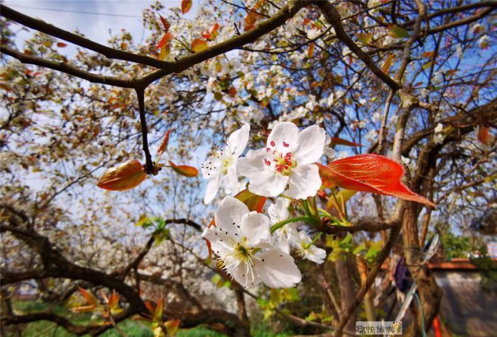 自贡三多寨梨花图片