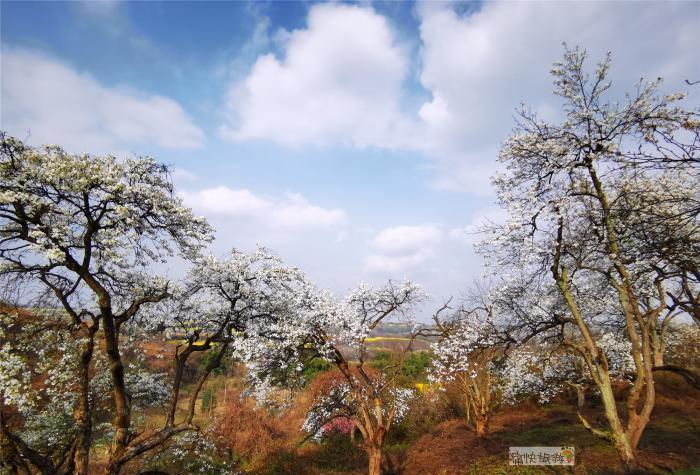 寻春三多古寨赏自贡最美梨花