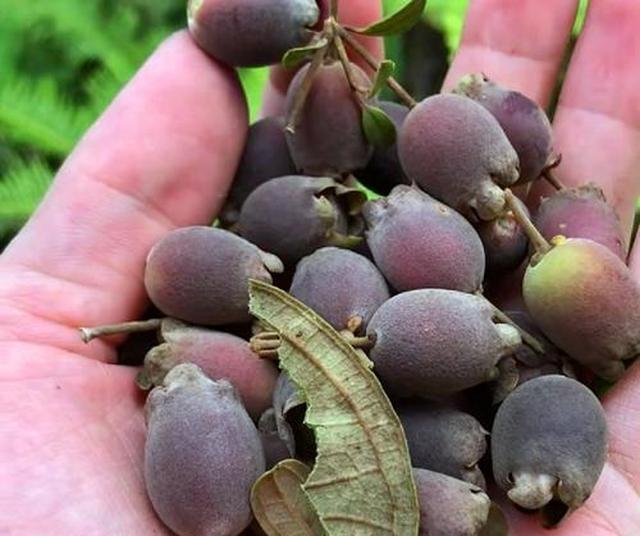 农村的一种野果,可以直接吃也可以泡酒,遇见可别错过了