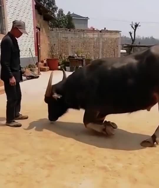 牛向主人下跪恳求不要卖掉自己看着好心疼