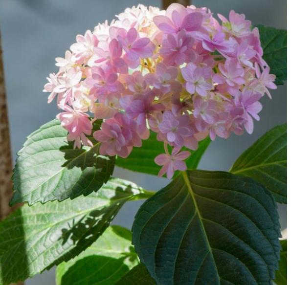 3种绣球花 习性各不同 一种更比一种出效果 财经头条