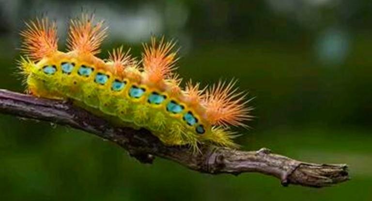 洋辣子是什么为什么卖这么贵