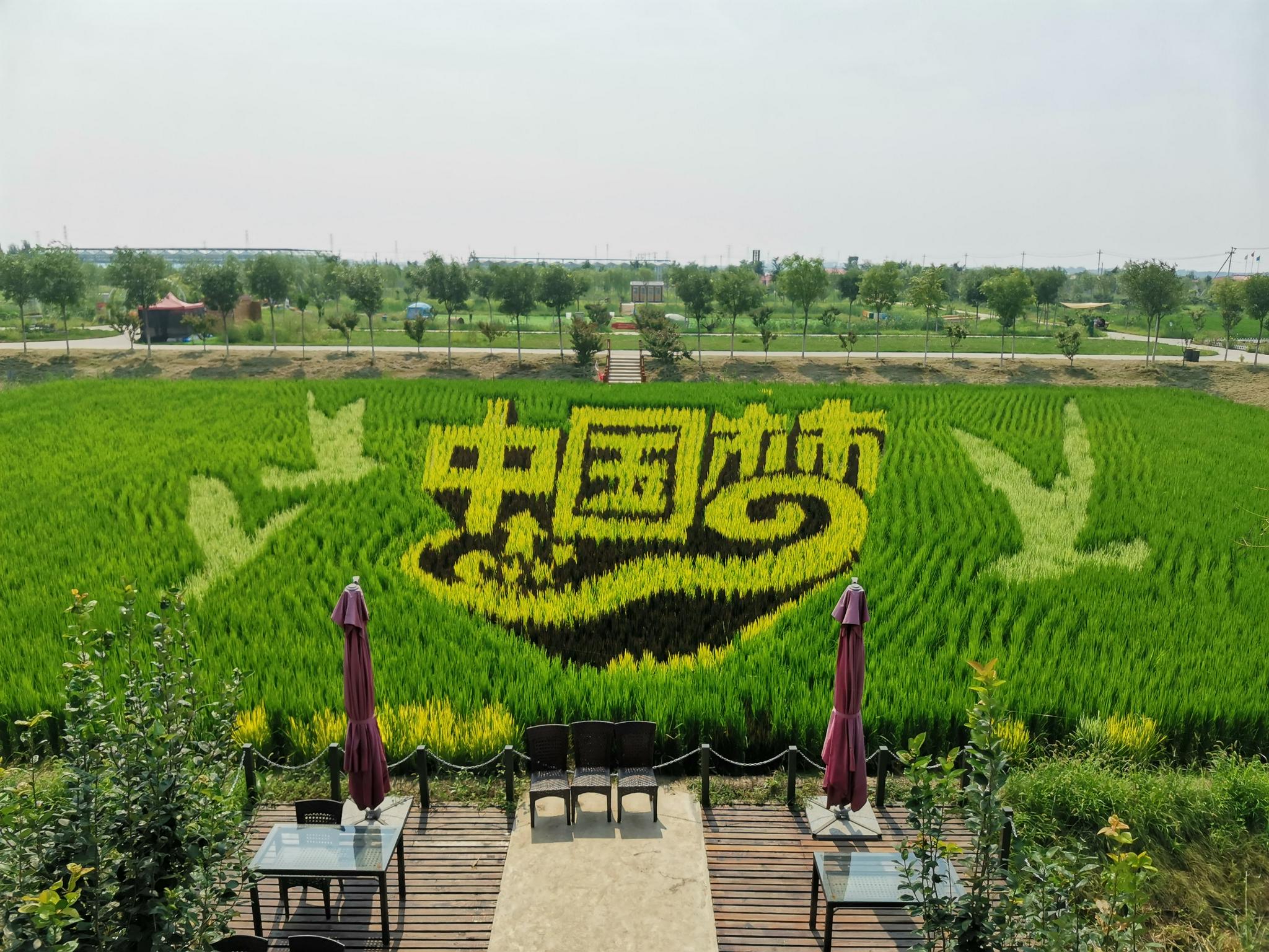 天津稻田画和你有个约会