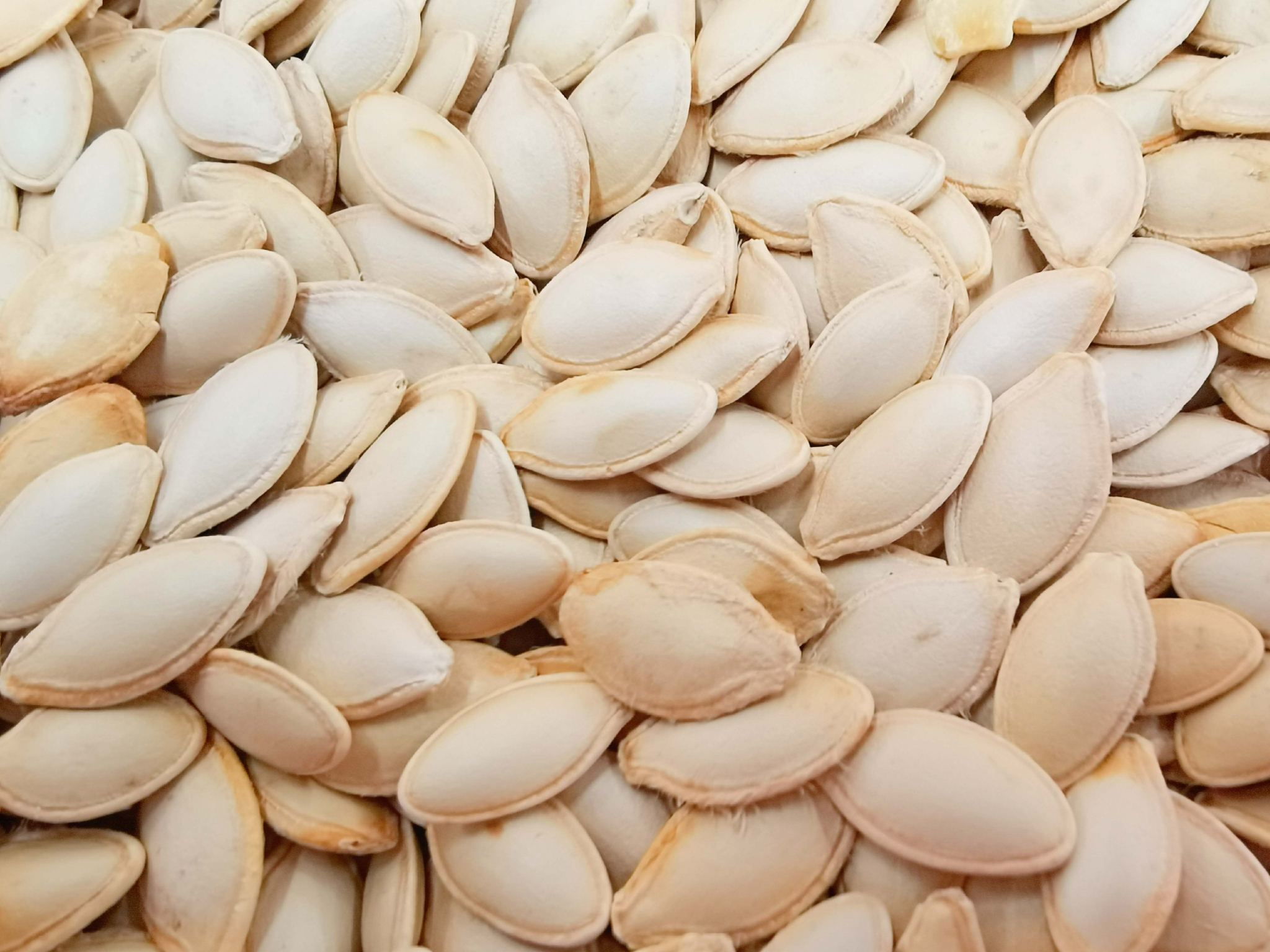 白南瓜子原创拍摄