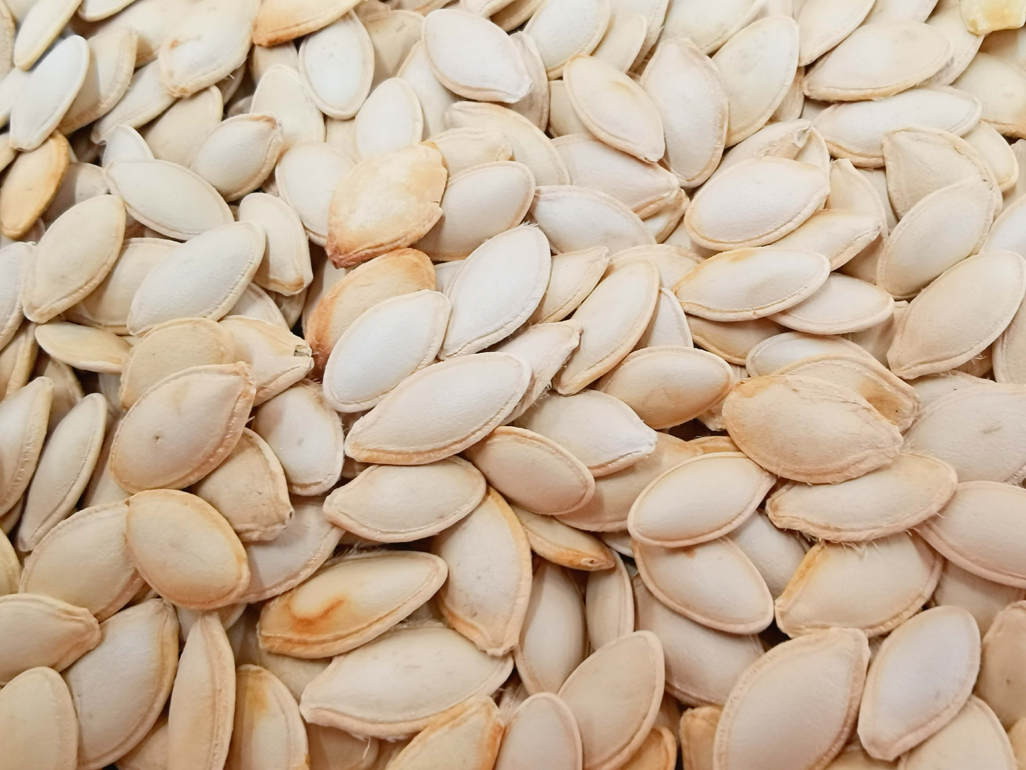 白南瓜子原创拍摄