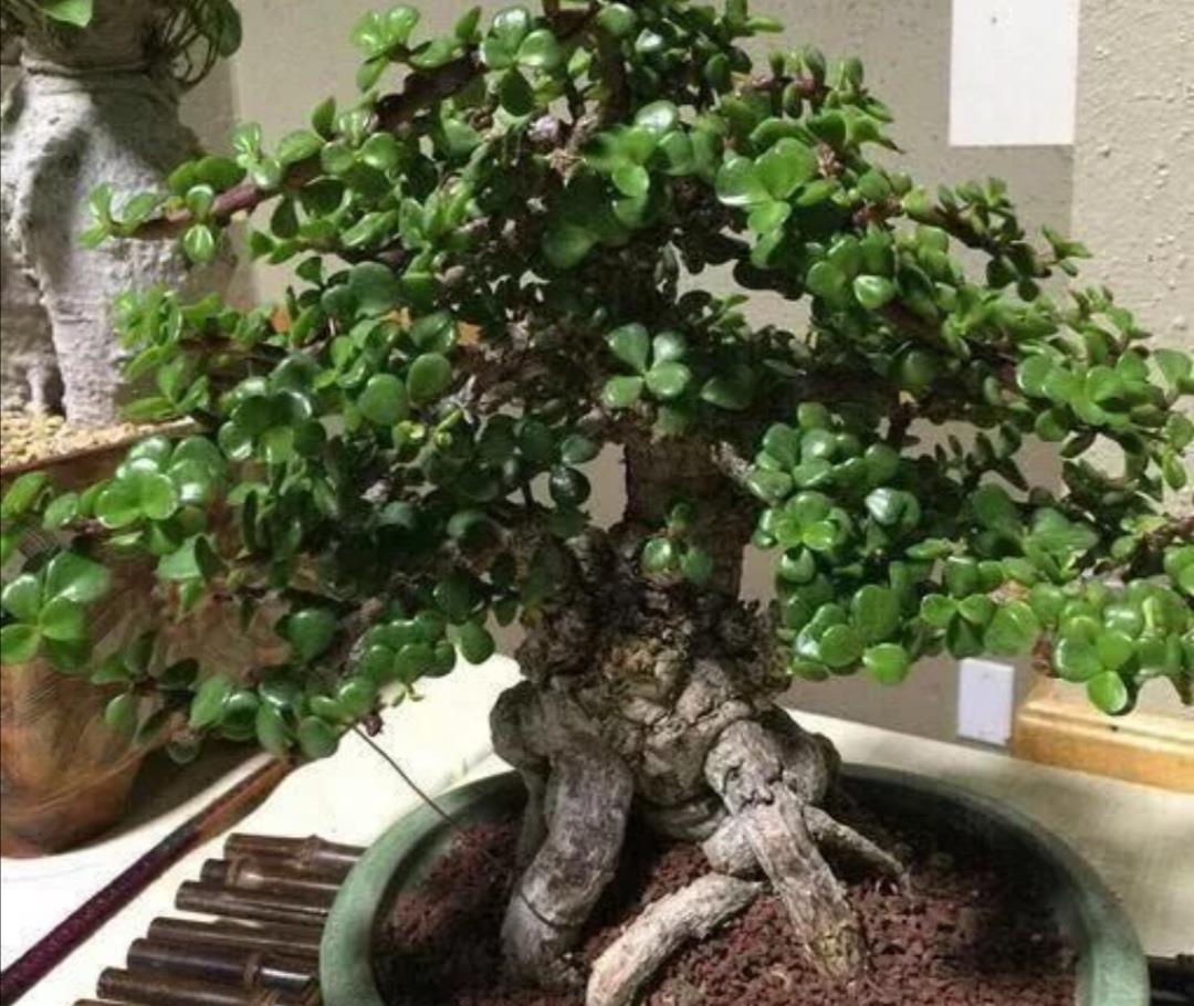 养金枝玉叶要舍得修剪才能长得粗壮成老桩盆景