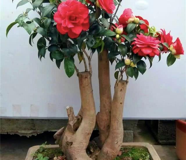 大花盆养什么绿植好?这3种花,盆越大越旺盛,根系壮,开花多