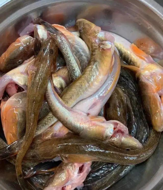 逛鱼,这种鱼红烧和做逛鱼汤最美味了虾兵蟹将,西游记里面的虾兵蟹将也