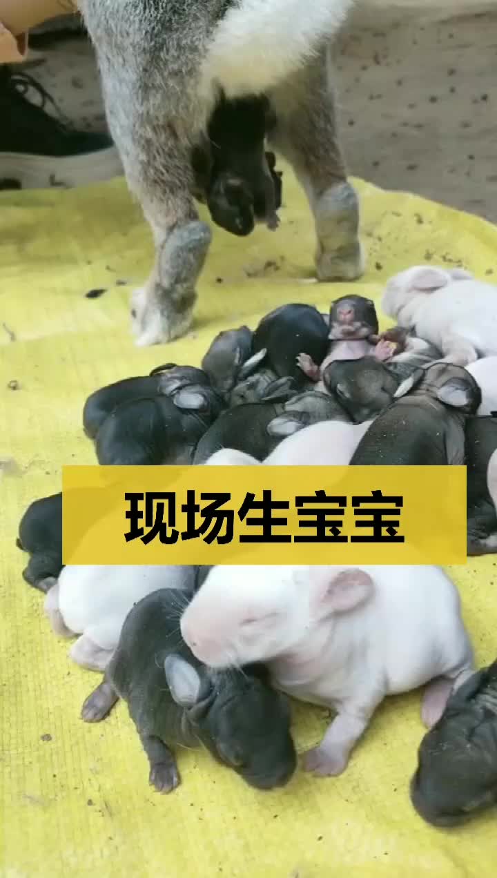 刚出生的小兔子原来这么可爱兔妈妈辛苦了