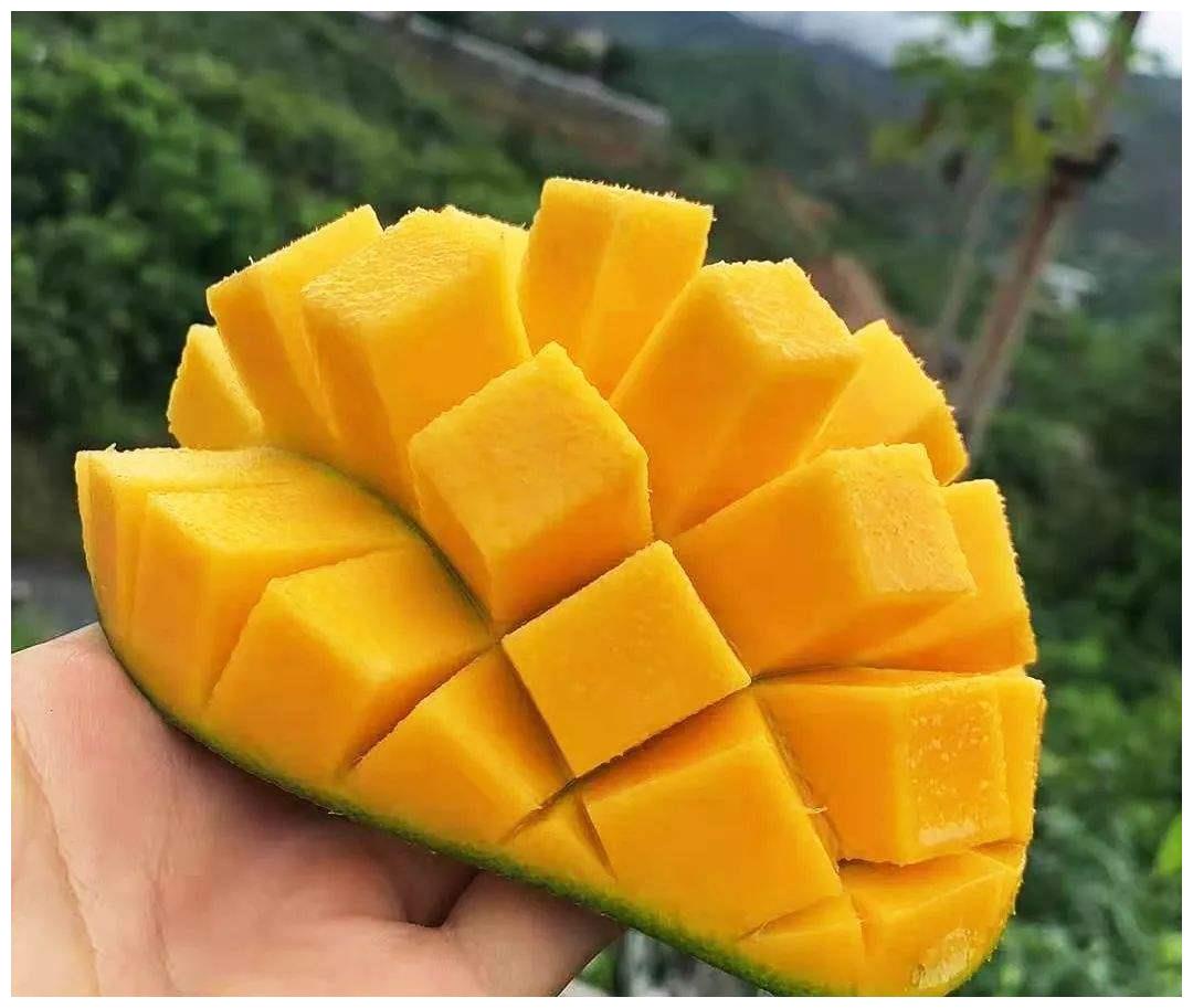 6元一斤的凯特芒果,芒果中的巨无霸,个头比脸还大