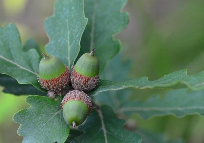 【加工】食用部位为白栎的果实.