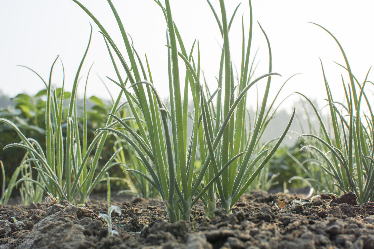 洋葱的种植小技巧