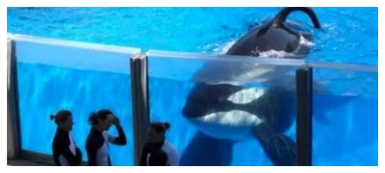 该禁止动物表演吗？<a href=