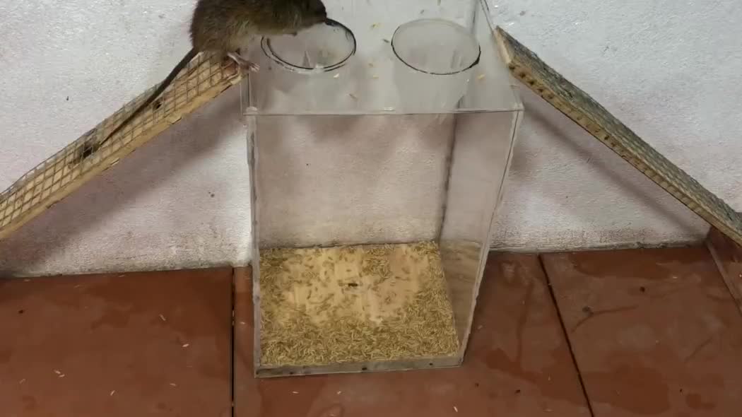 用塑料桶做的捕鼠器,老鼠掉进去就别想跑了!(1)