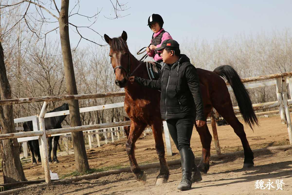 西安90后马术教练:每一匹马都了如指掌,参与舞马衔杯非遗表演__财经