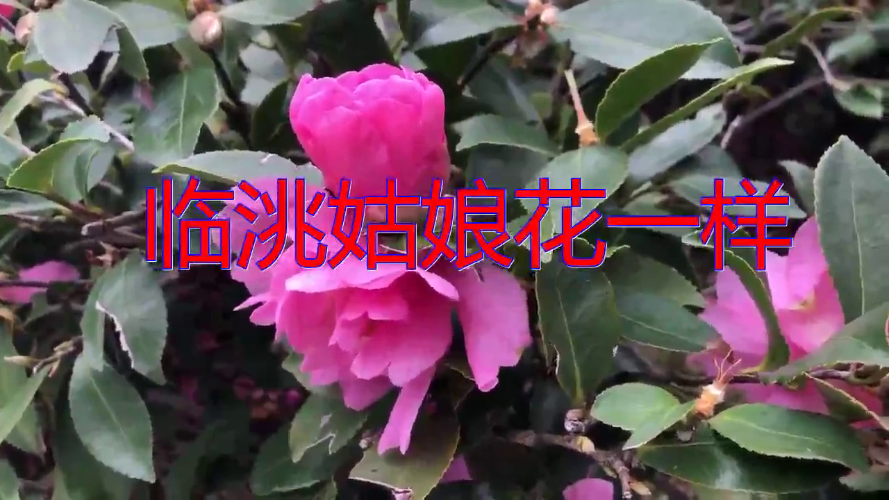 云丹久美的《临洮姑娘花一样》,歌声雄伟,绵言细语