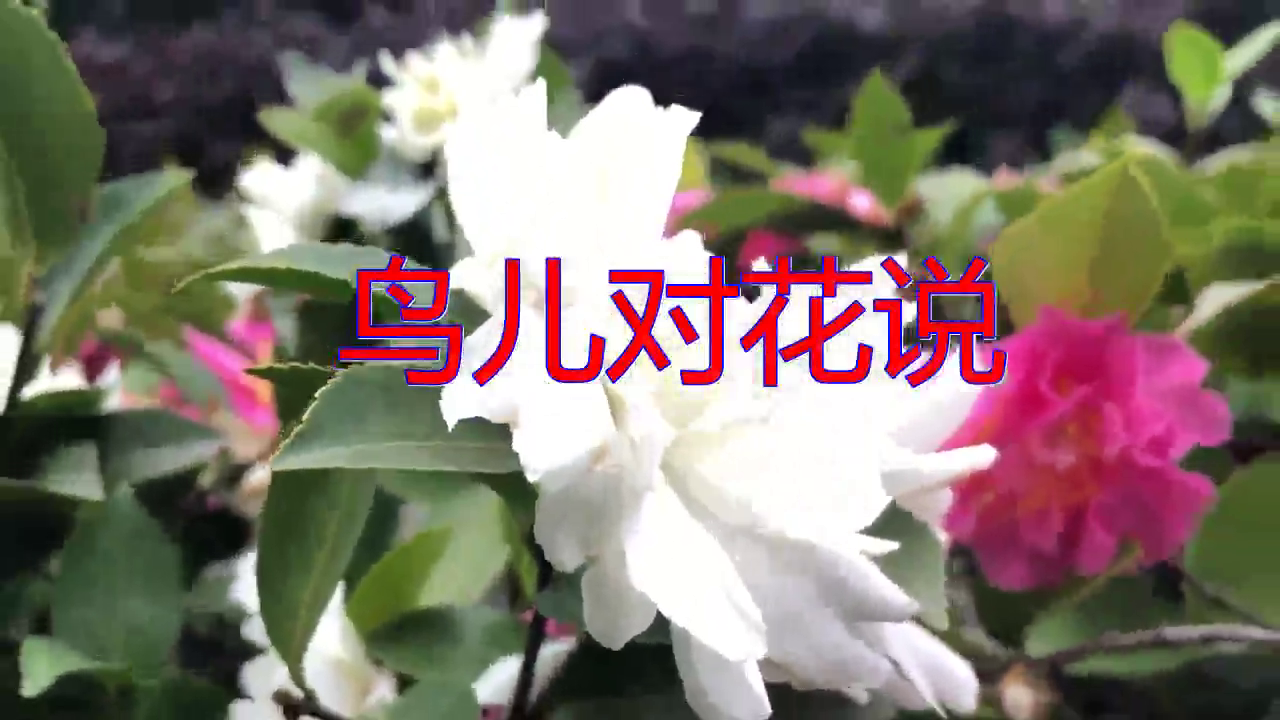 分享崔伟立的经典歌曲《鸟儿对花说》,好喜欢啊,燕语莺声
