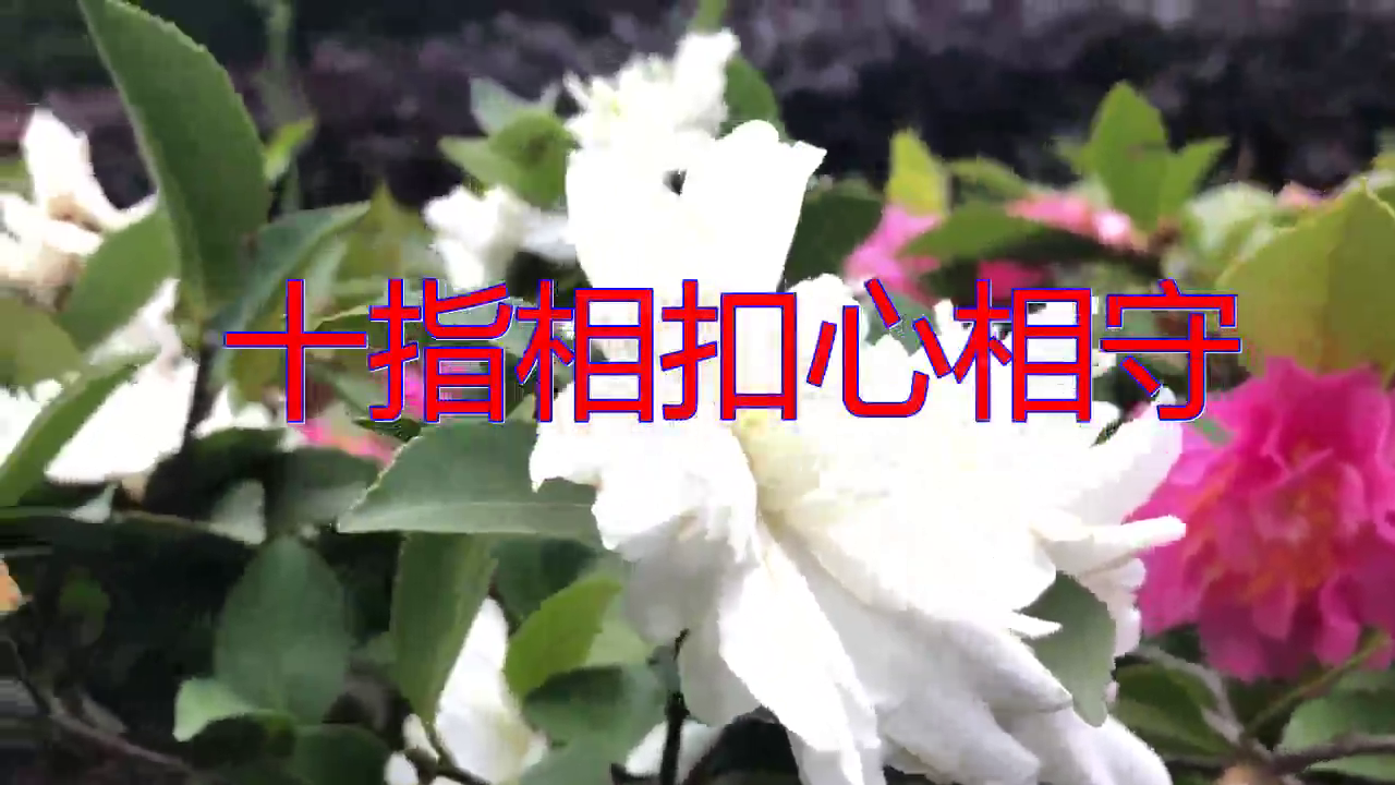 分享望海高歌的经典歌曲《十指相扣心相守》,悦耳动听,沁人心扉