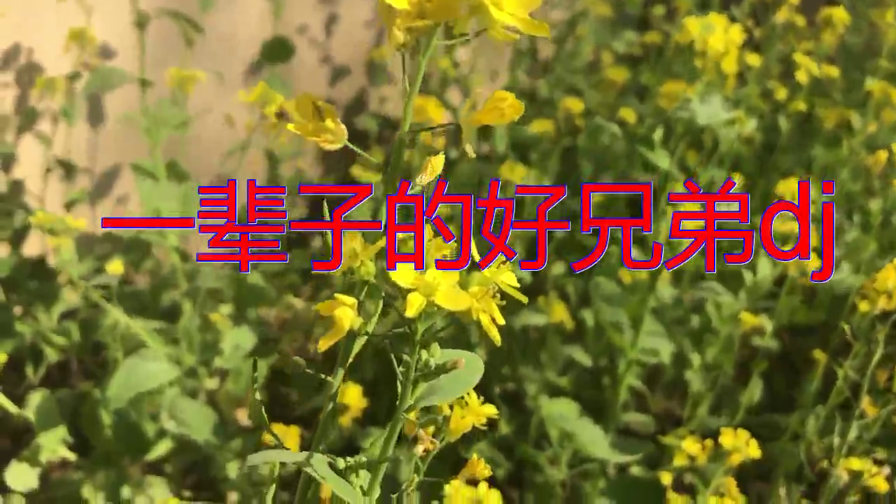 分享一首《一辈子的好兄弟dj》,引人入胜,听了回味无穷!