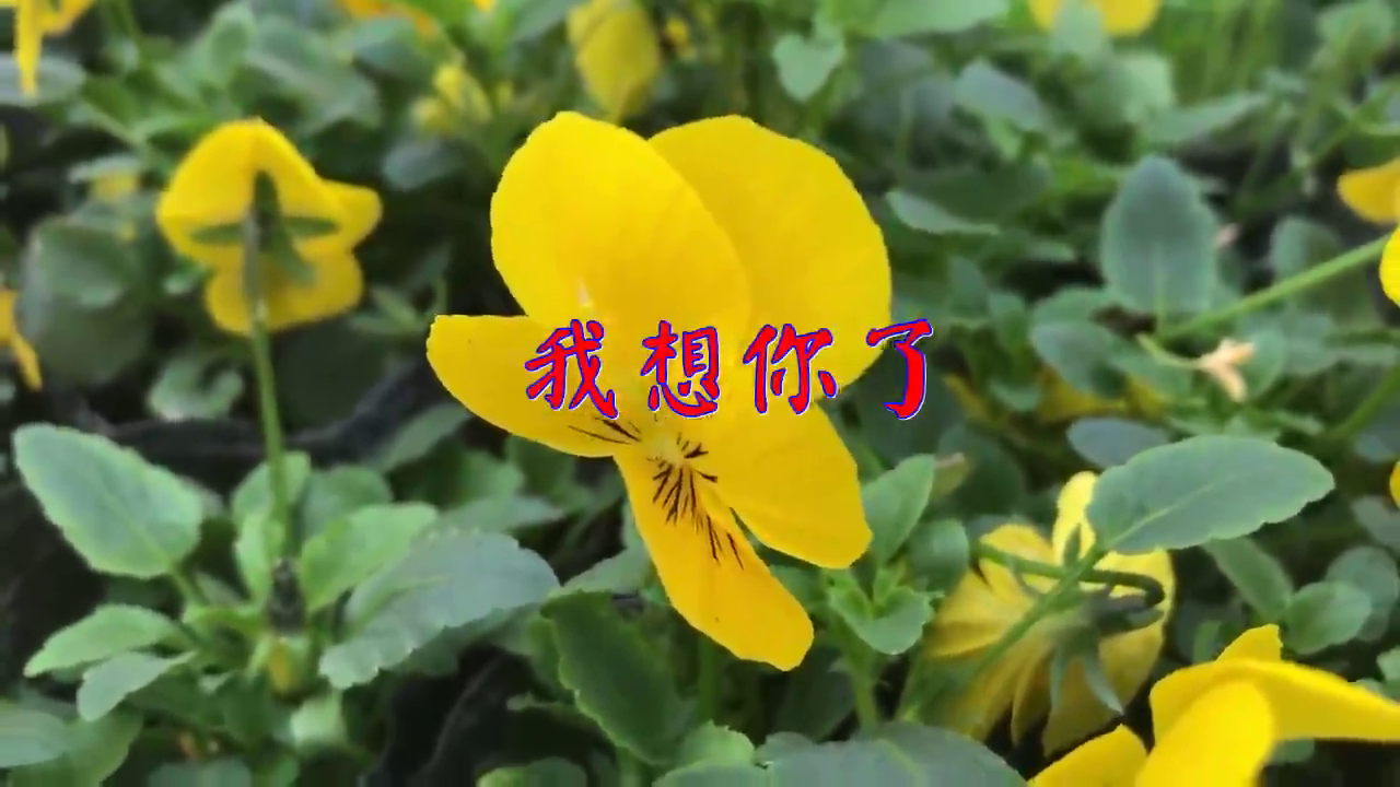 《我想你了》,词曲撩人心弦,你还没听吗?