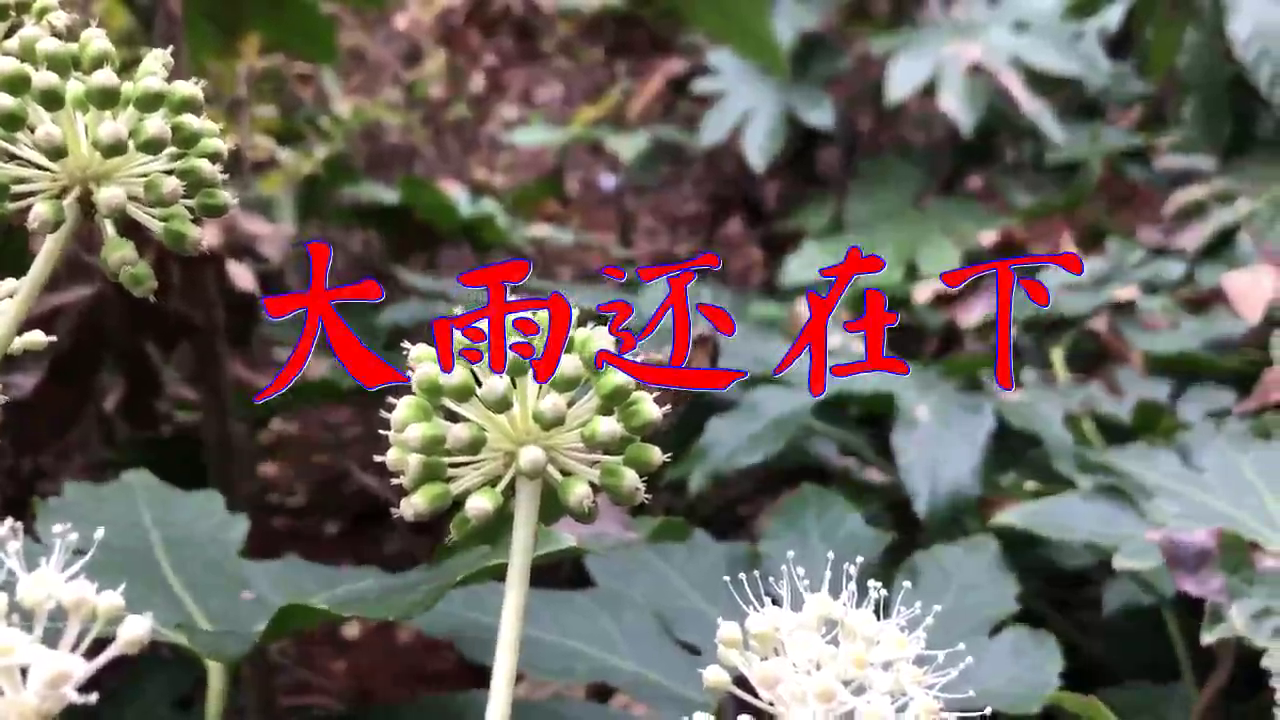 dj何鹏,高夫的《大雨还在下》,太深情了,令人回忆满满