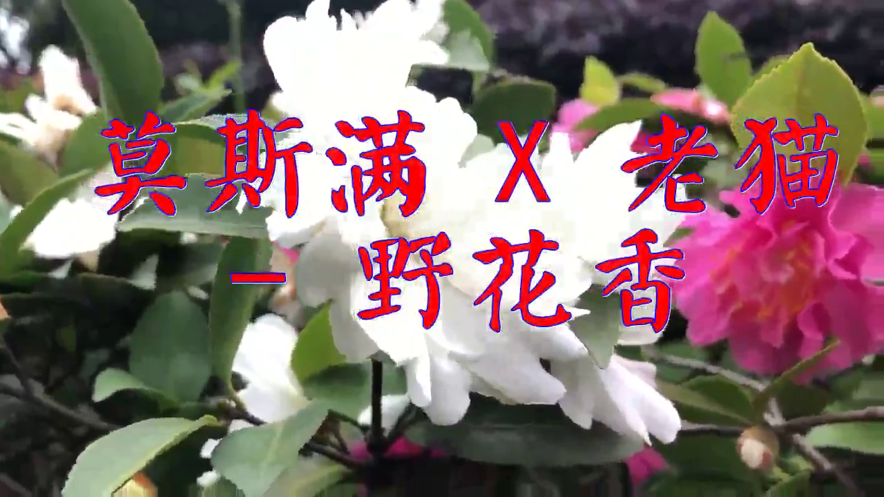 唯莎,dj何鹏的一首《爱的世界只有你》,声音清澈,歌声绕耳