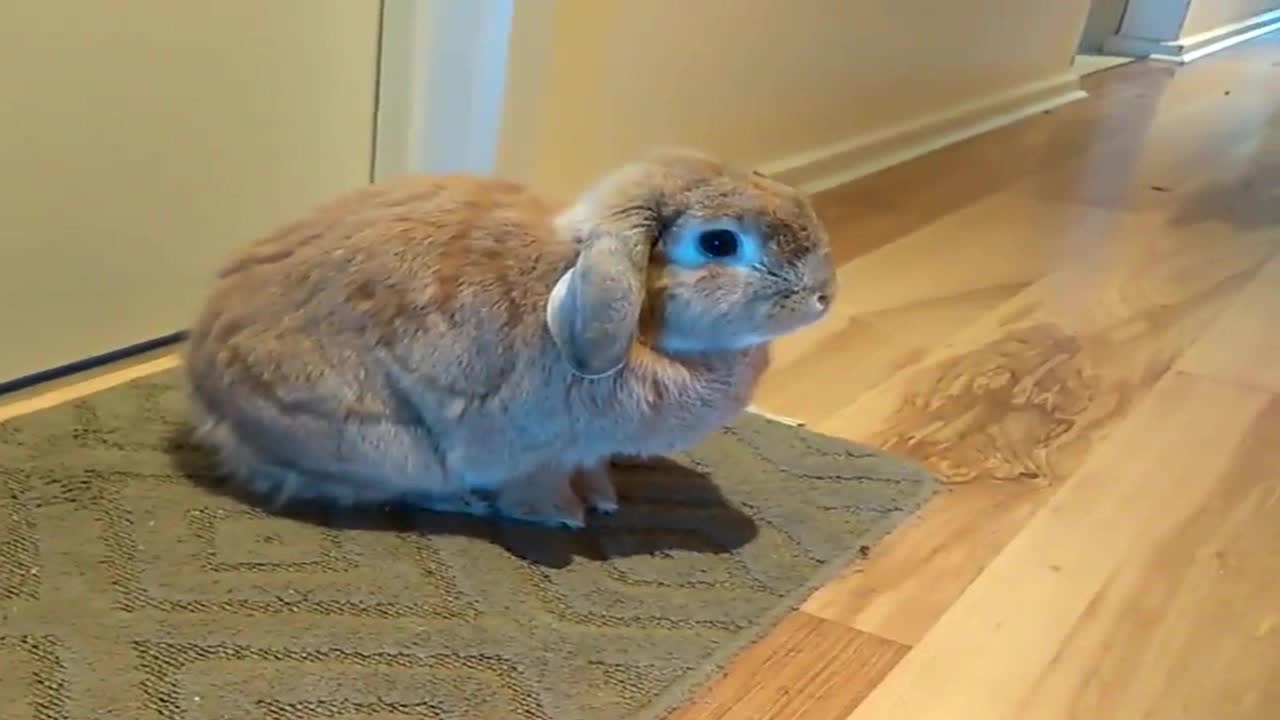 晚上忘记喂兔子,结果这货蹲在主人门口使劲跺脚