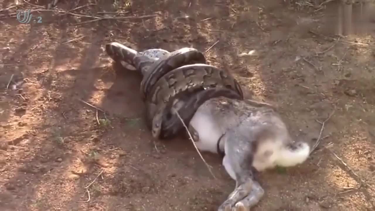 蟒蛇捕到的猎物吞下去正在消化,狮子突然出现,捡了个大便宜