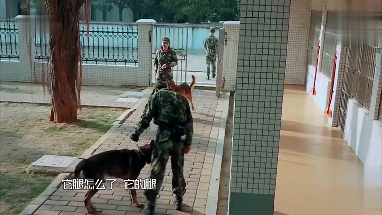 《奇兵神犬》艾勒薇斯咬伤昆龙,张馨予带爱犬亲自道歉