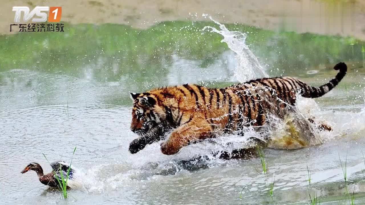 老虎捕食鸭子,却被鸭子耍得团团转,网友:脸都丢光了!