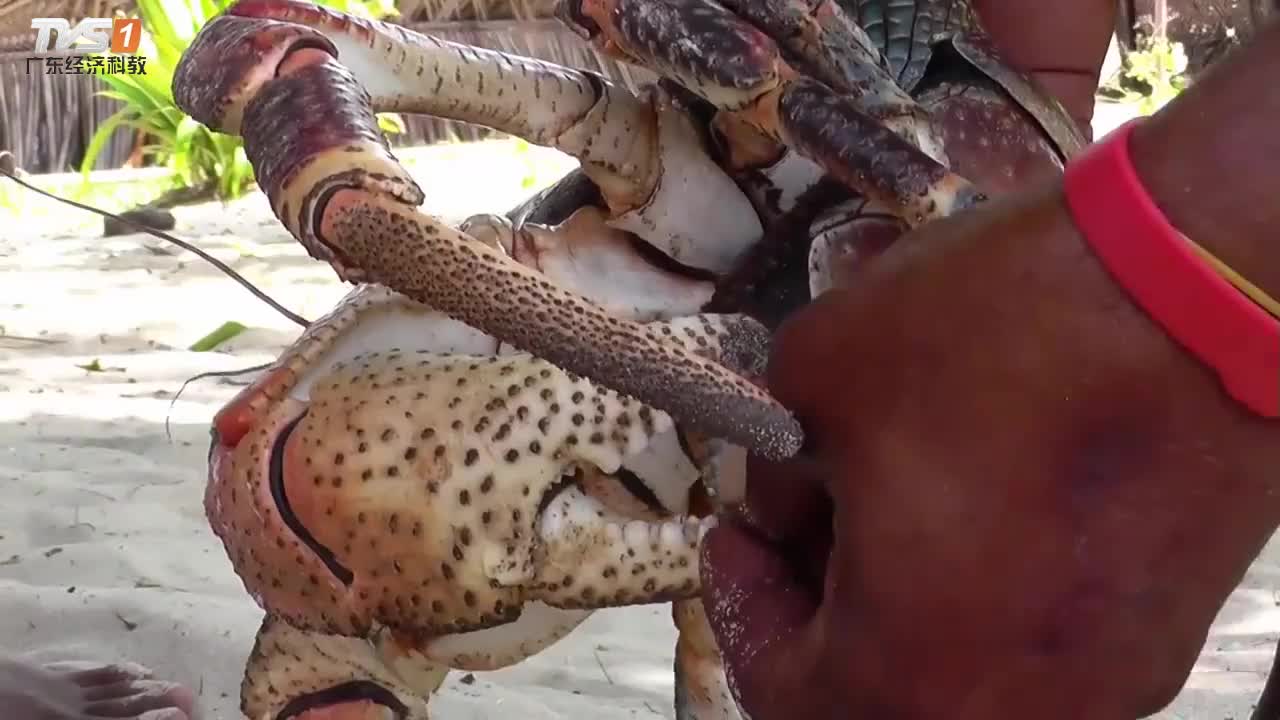 会开椰子的椰子蟹,破坏力真是太可怕了,一招夹开椰子!