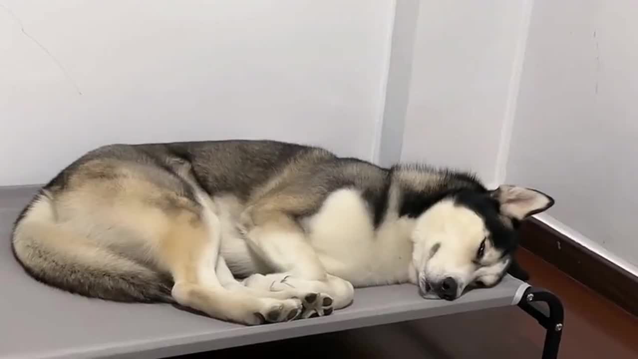 二哈睁着眼睛睡觉把女主人乐坏了它这个样子太可爱了