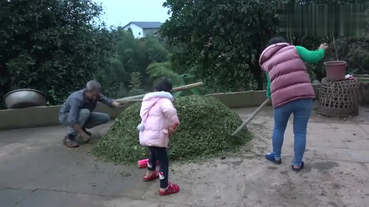 农村王四王四家把红薯藤唔起来明年喂猪都不会坏你见过吗