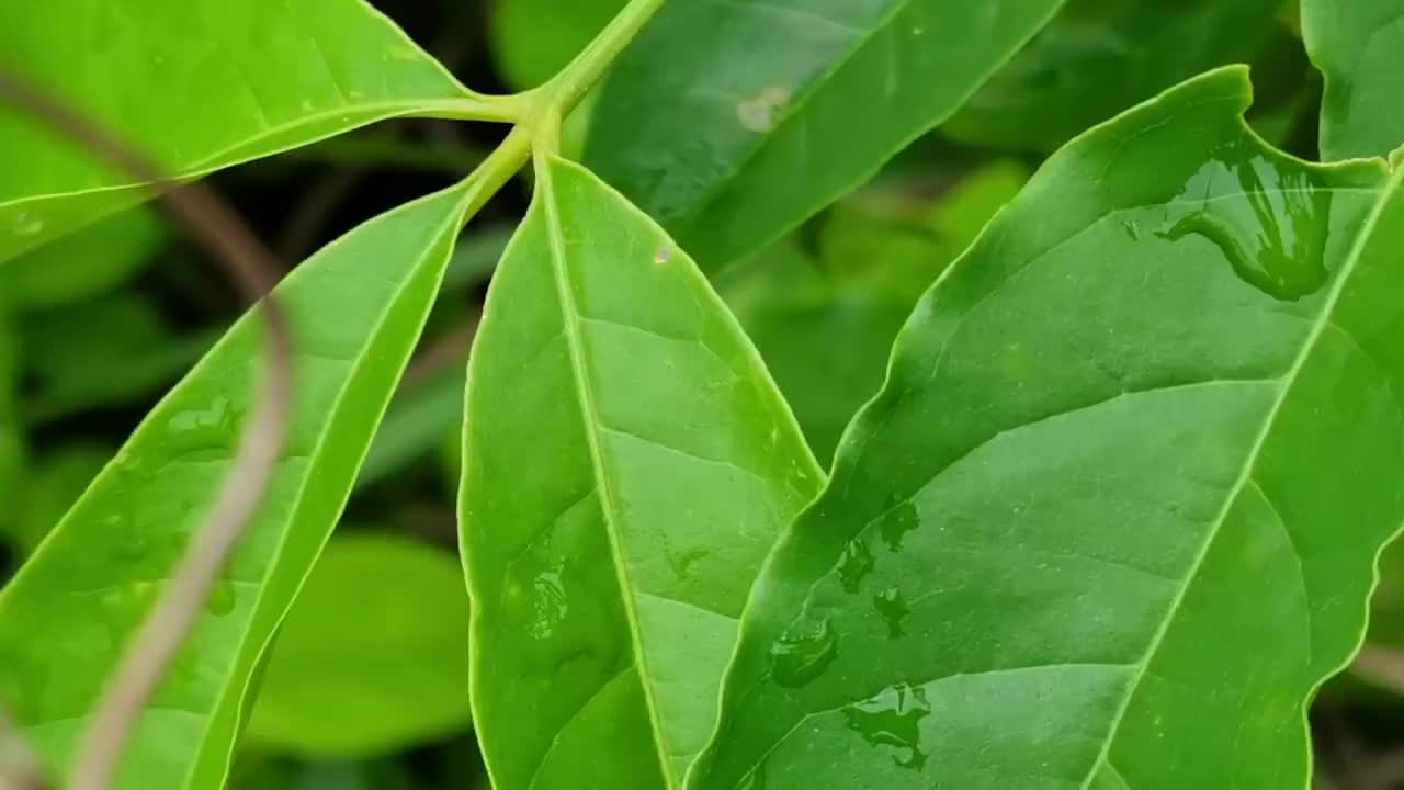 这种植物叫三岔叶开花很特别也很漂亮认识一下吧
