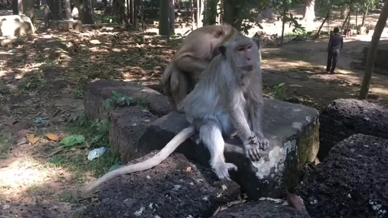 小辫子阿什利,为最老的猴子露西梳毛